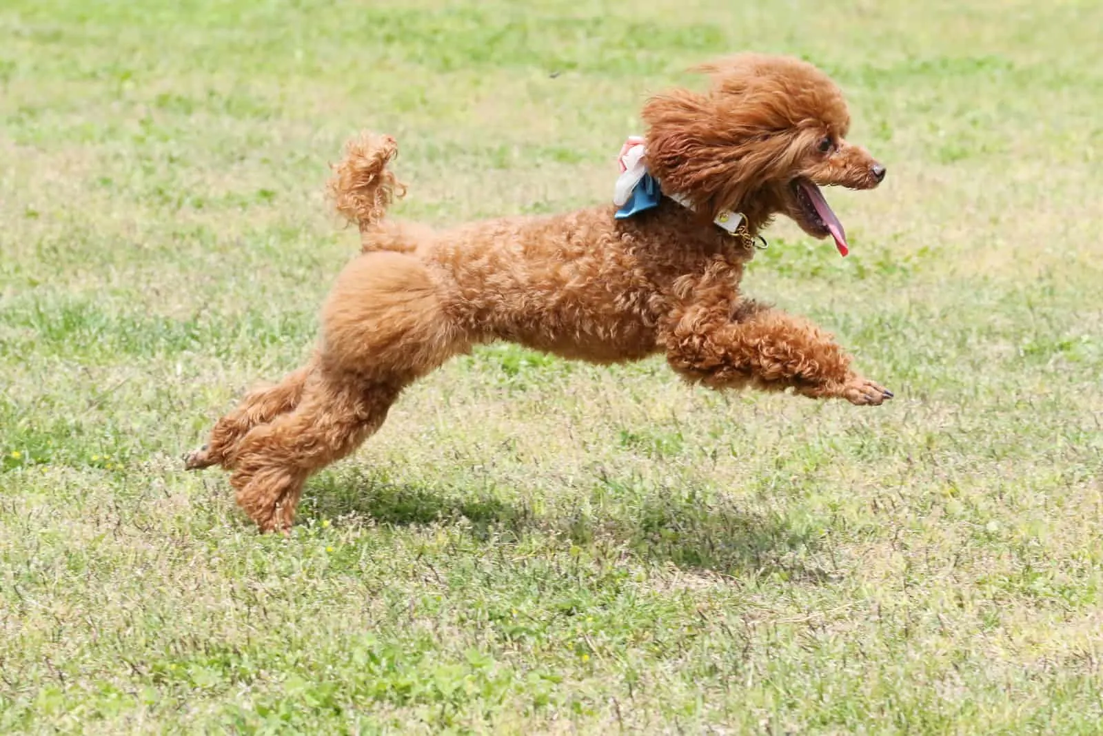 a brown mini poodle runs through the park