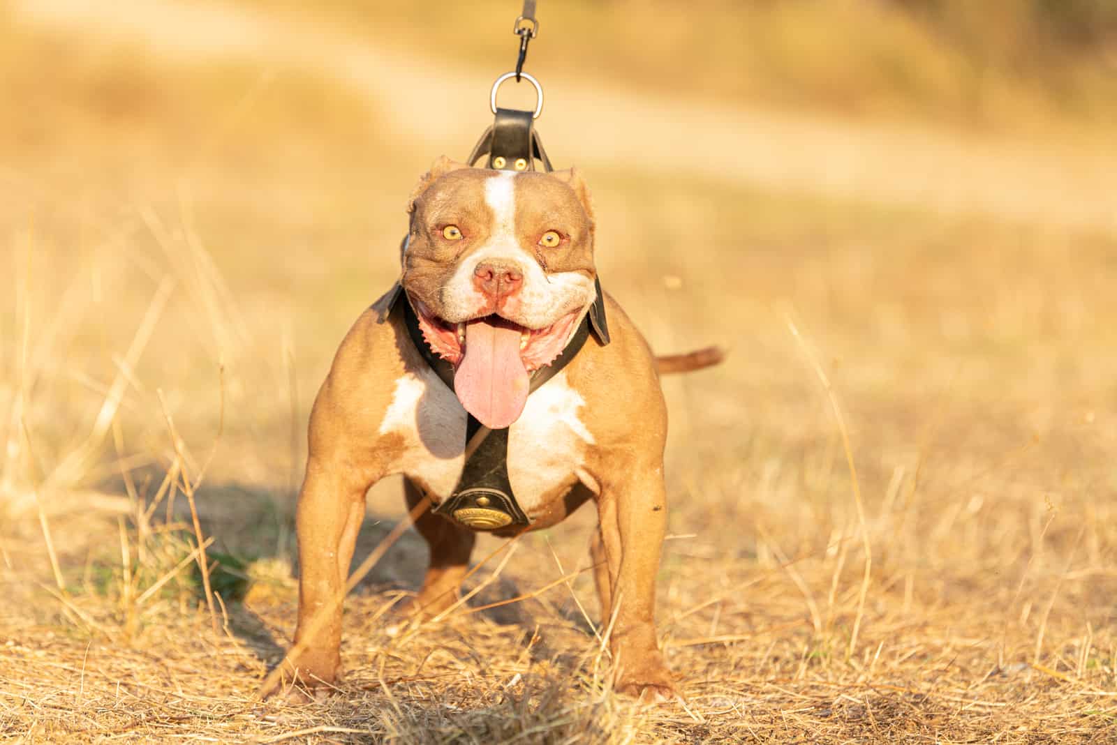 Gotti Bloodline Pitbull Puppies