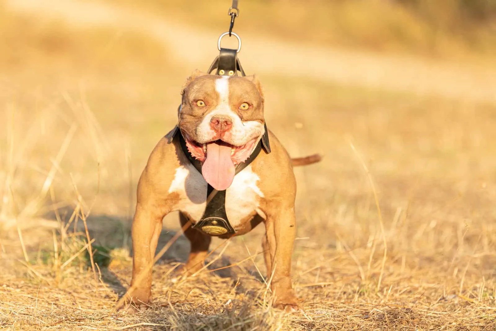 a brown pitbull on a leash stands in a field