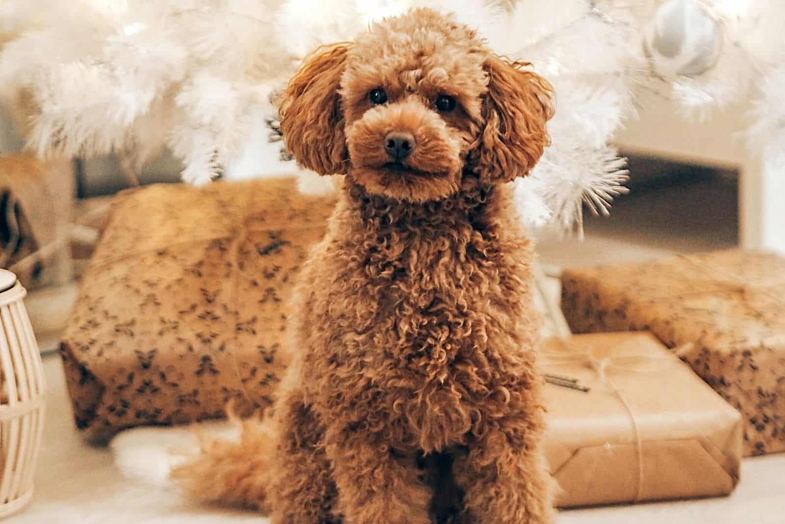 a brown poodle sits in front of a Christmas tree