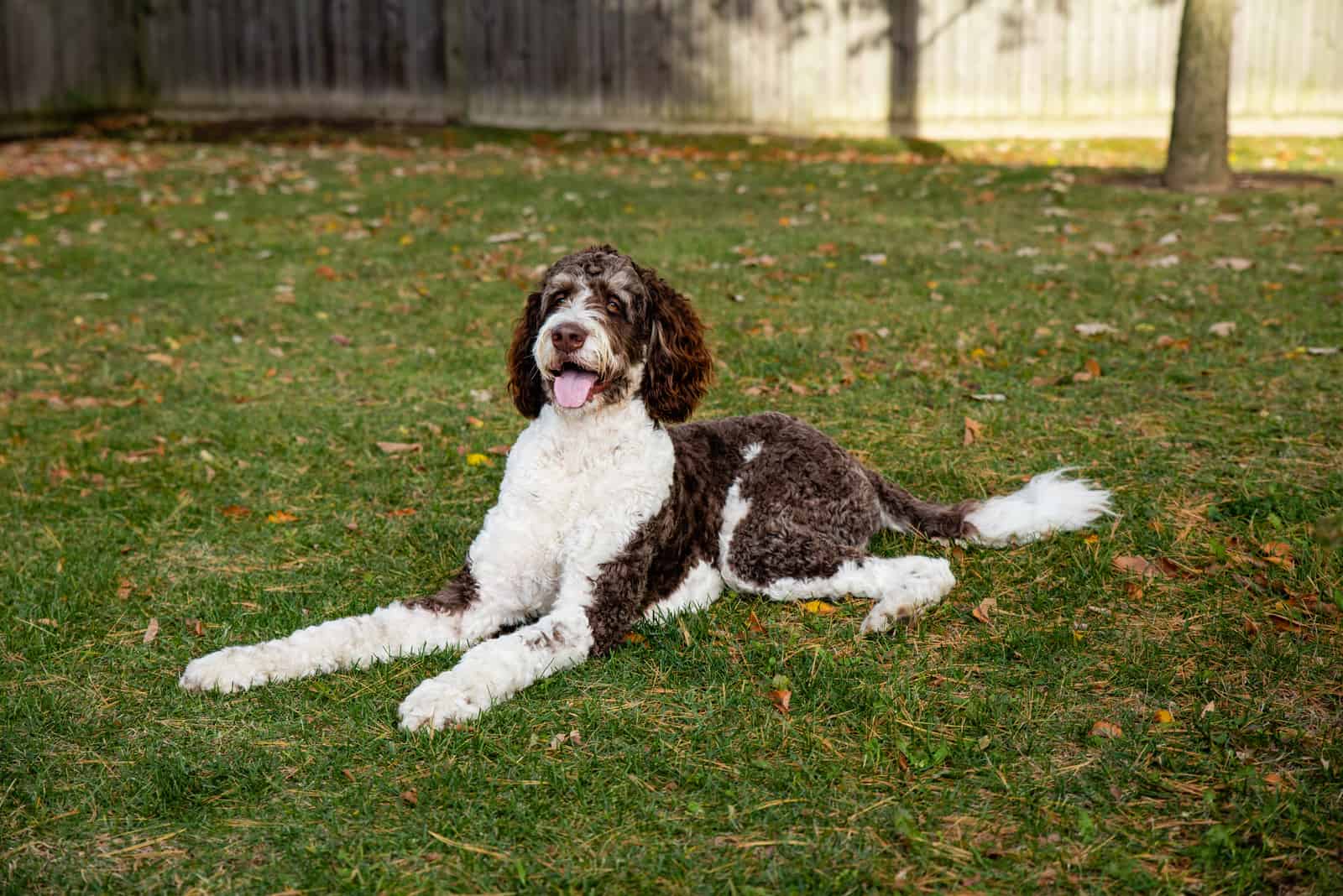 a brown-white bernedoodle lies in the yard