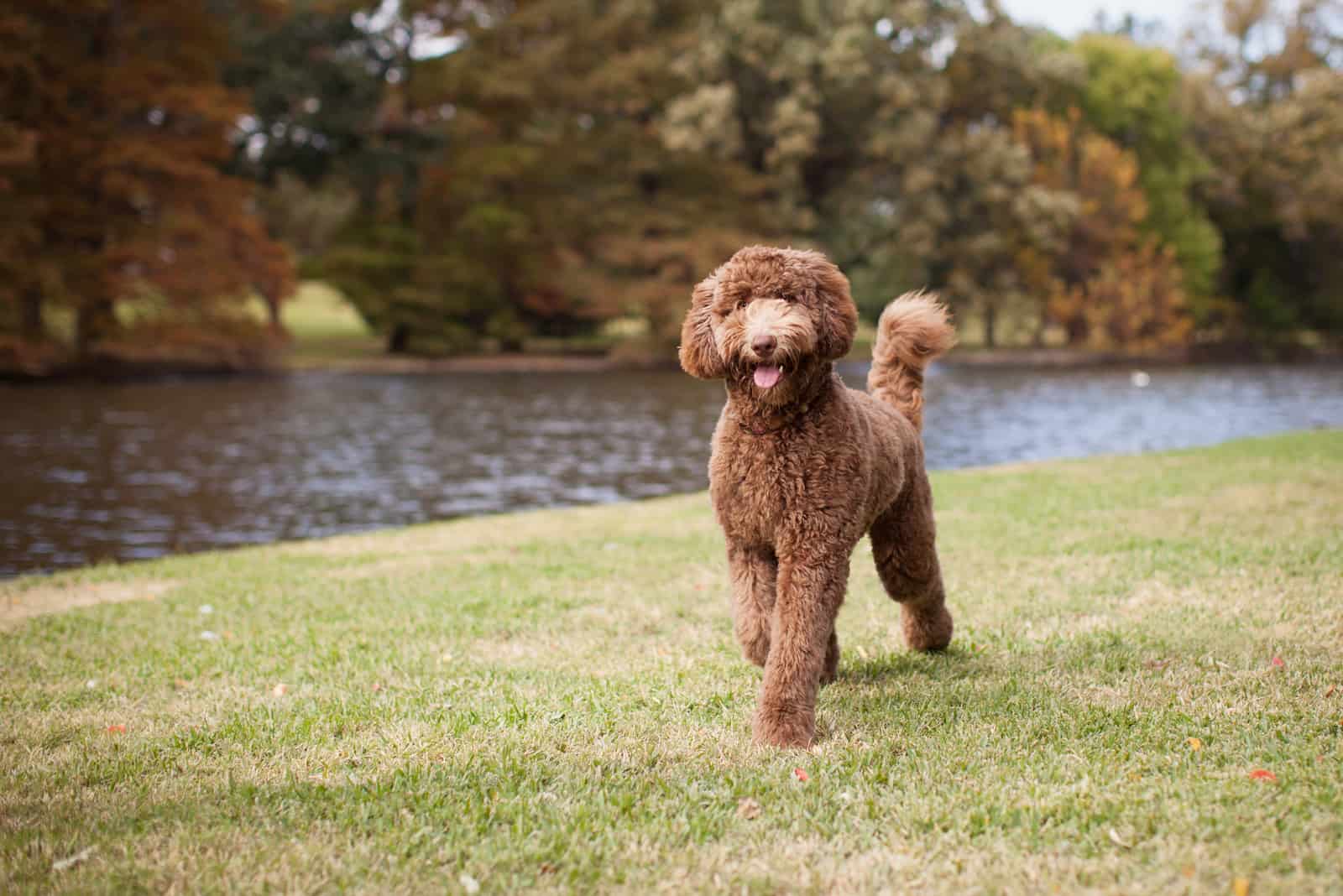 a chocolate goldendoodle dog walks along the river bank