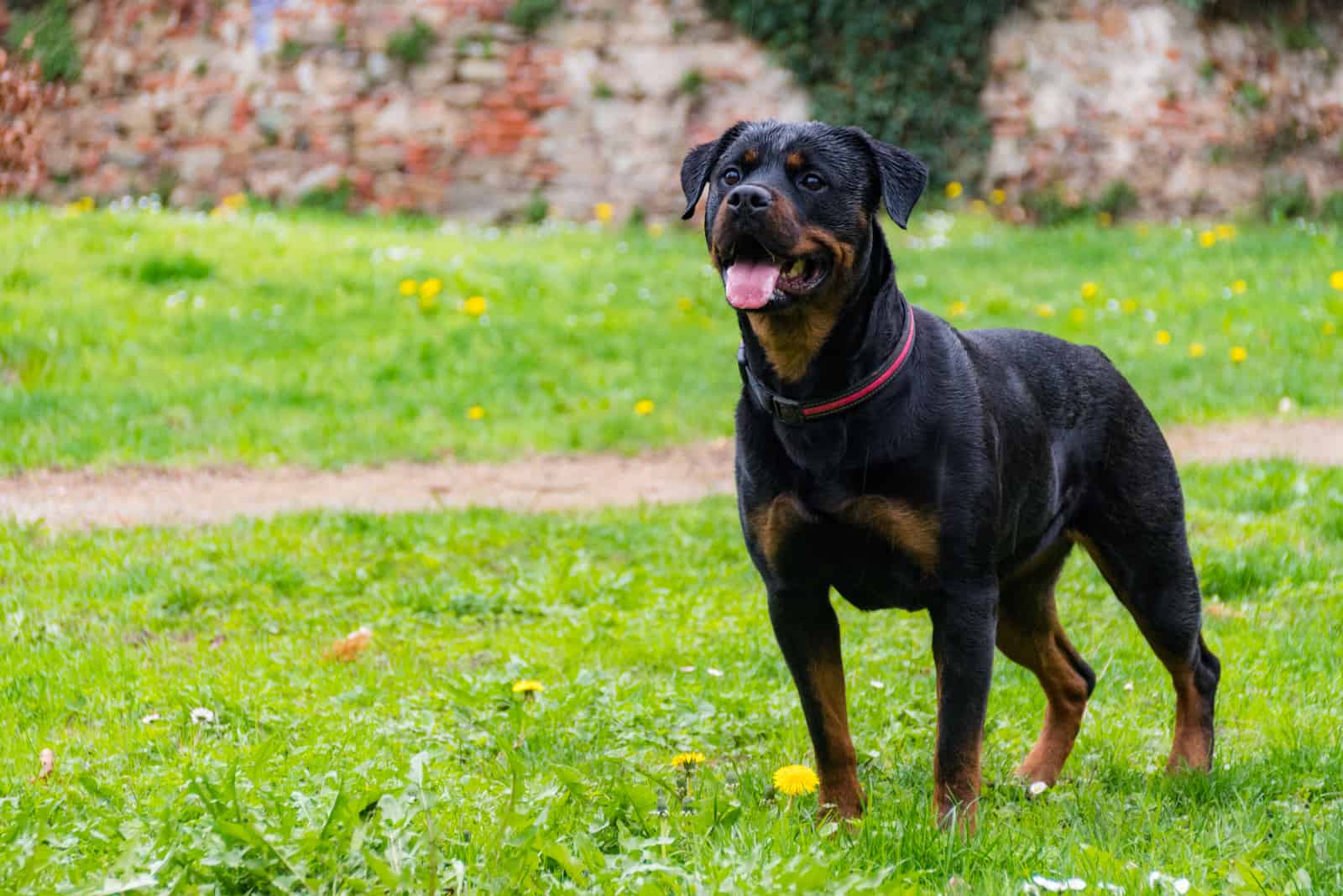 a cute Rottweiler is looking at something curious in the park