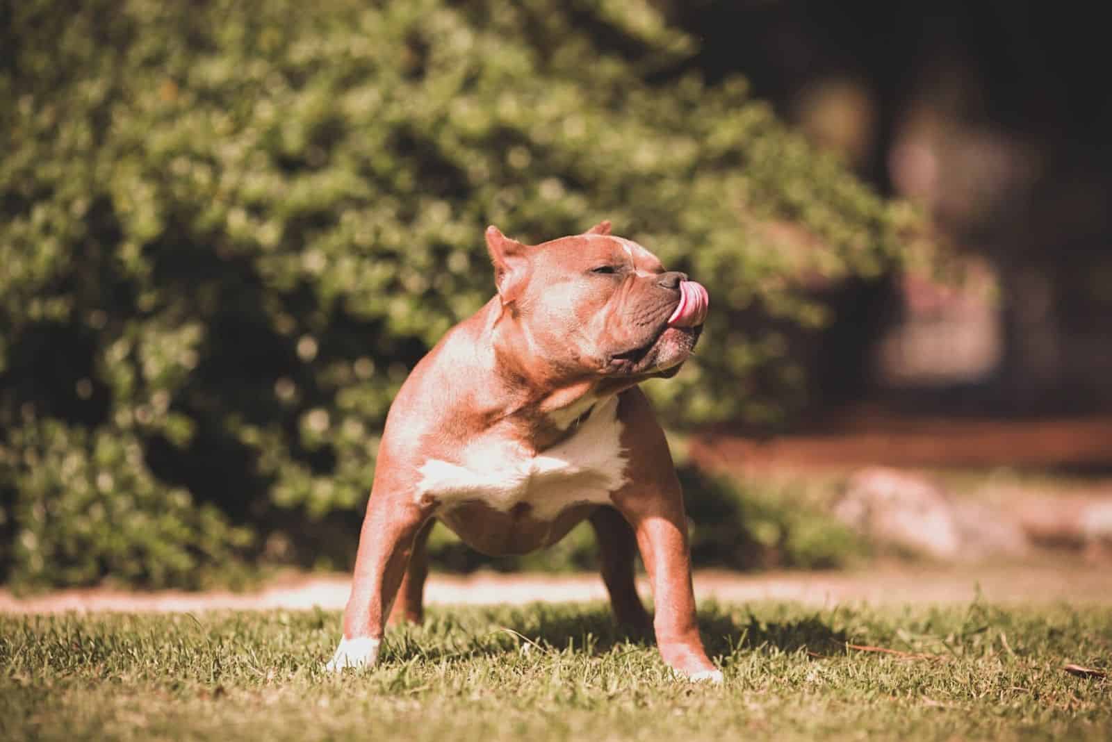 Gotti Bloodline Pitbull Puppies