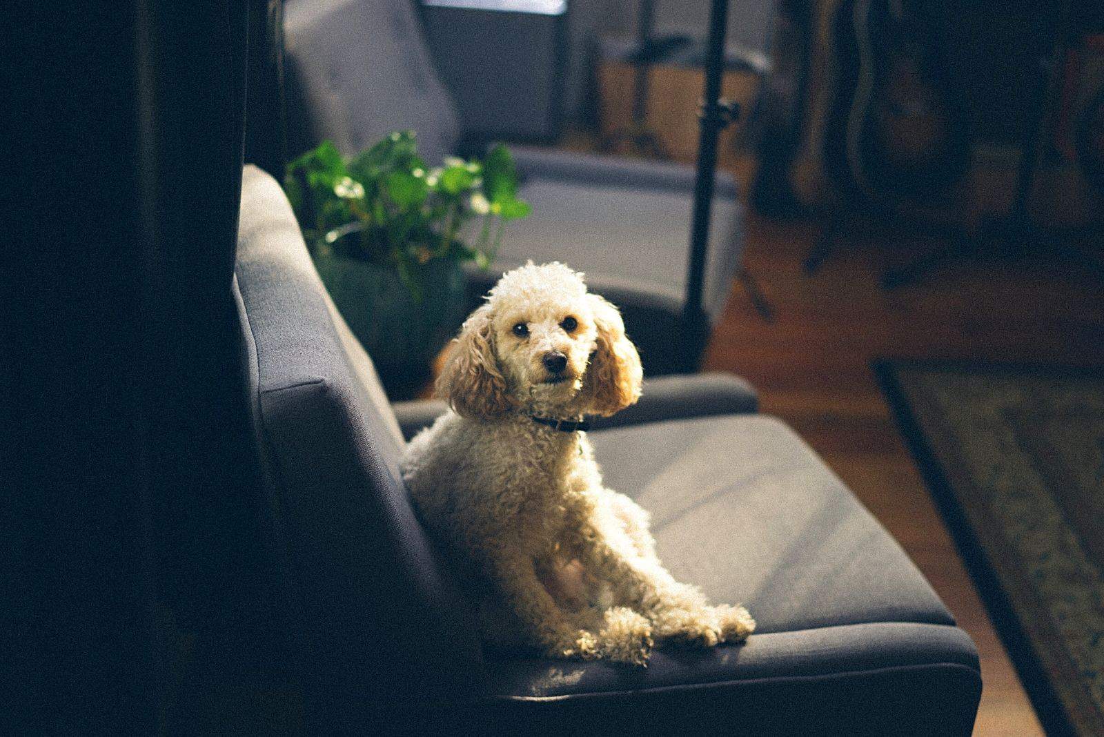 a cute poodle is sitting on the sofa