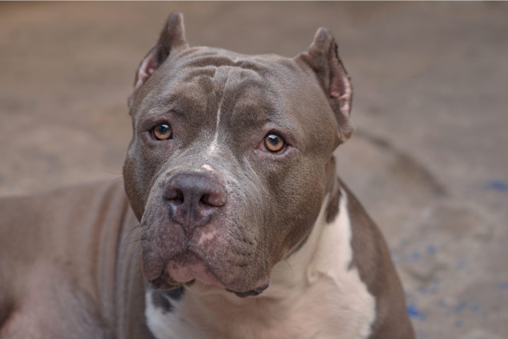 Gotti Pitbull A FamilyFavorite Pitbull Bloodline