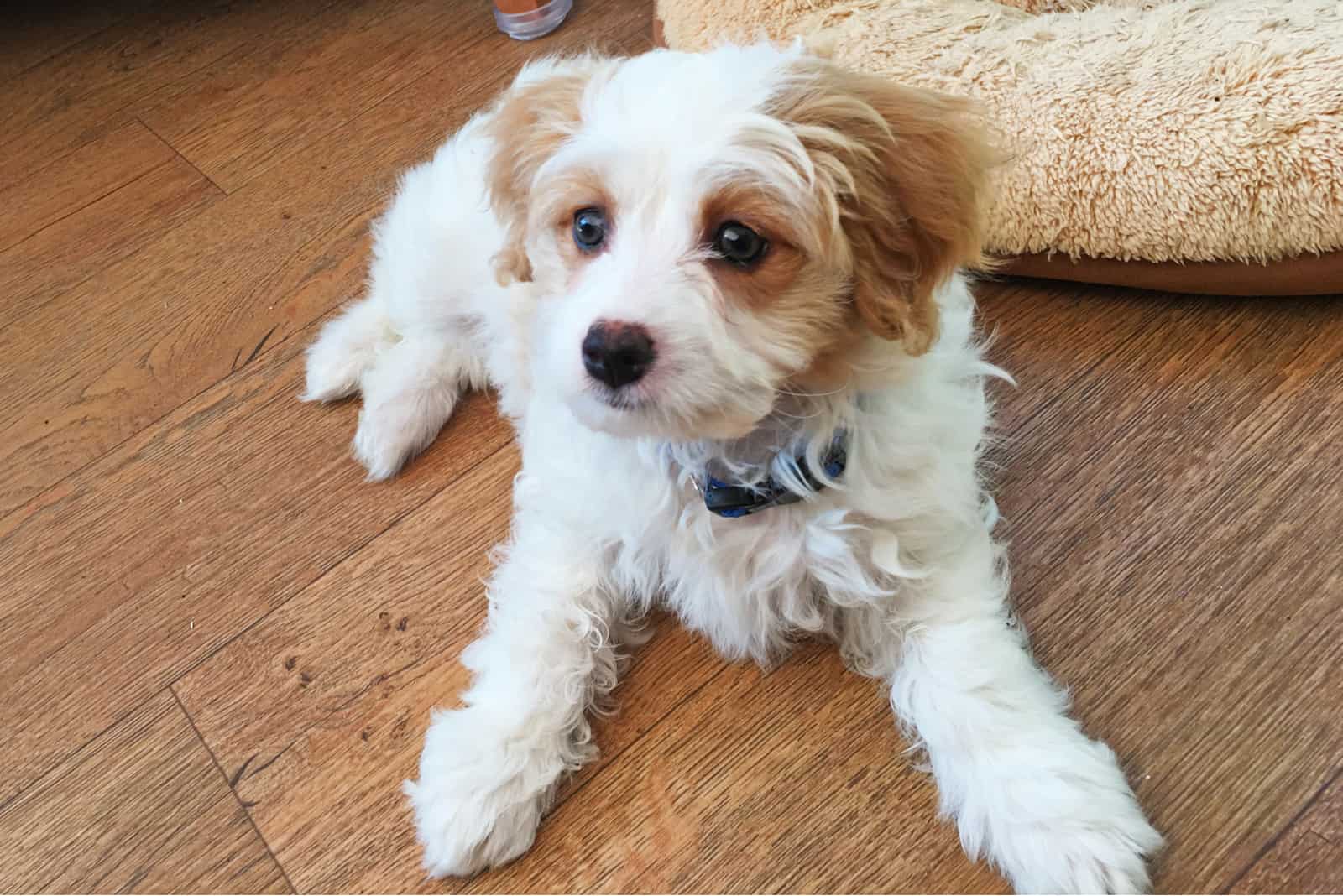 a cute puppy sitting on the floor