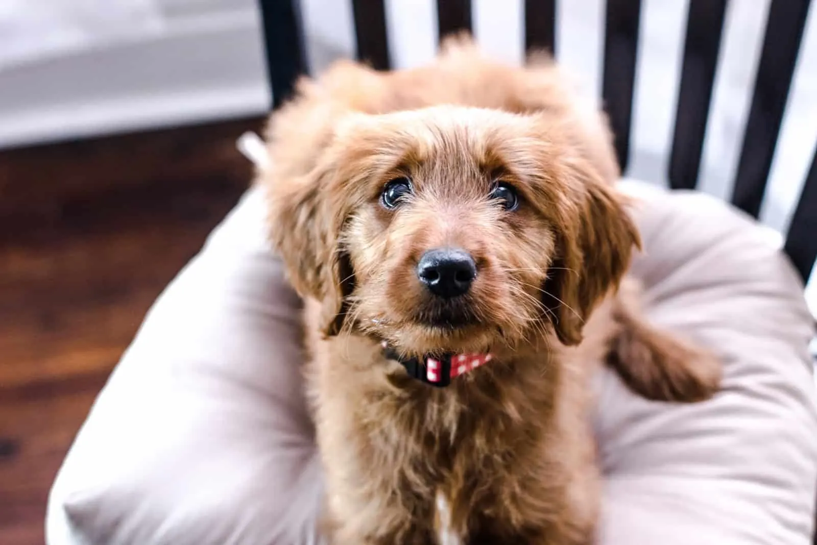 a cute red goldendoodle dog sitting on a chair