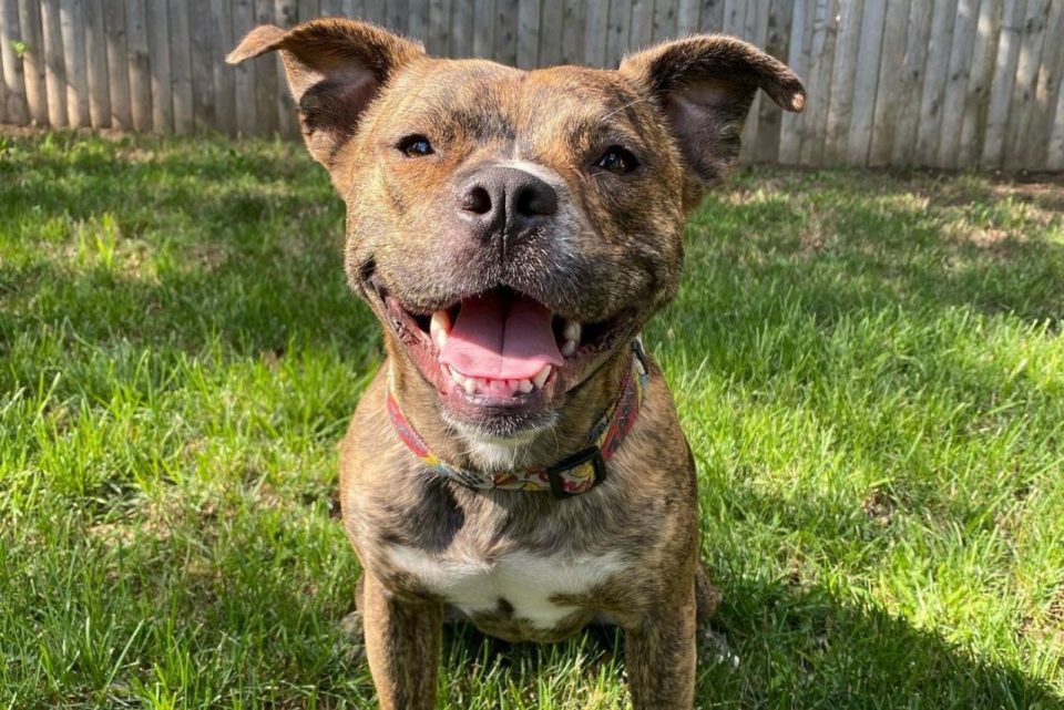 Jack Russell Pit Bull Mix All You Need To Know