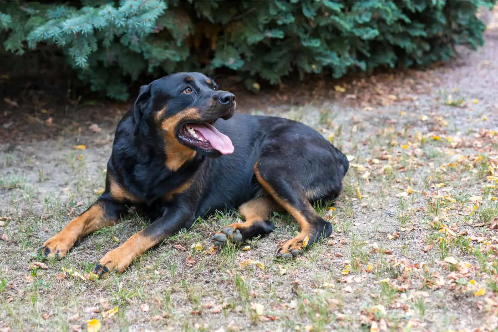 a female Rottweiler dog lying in a park