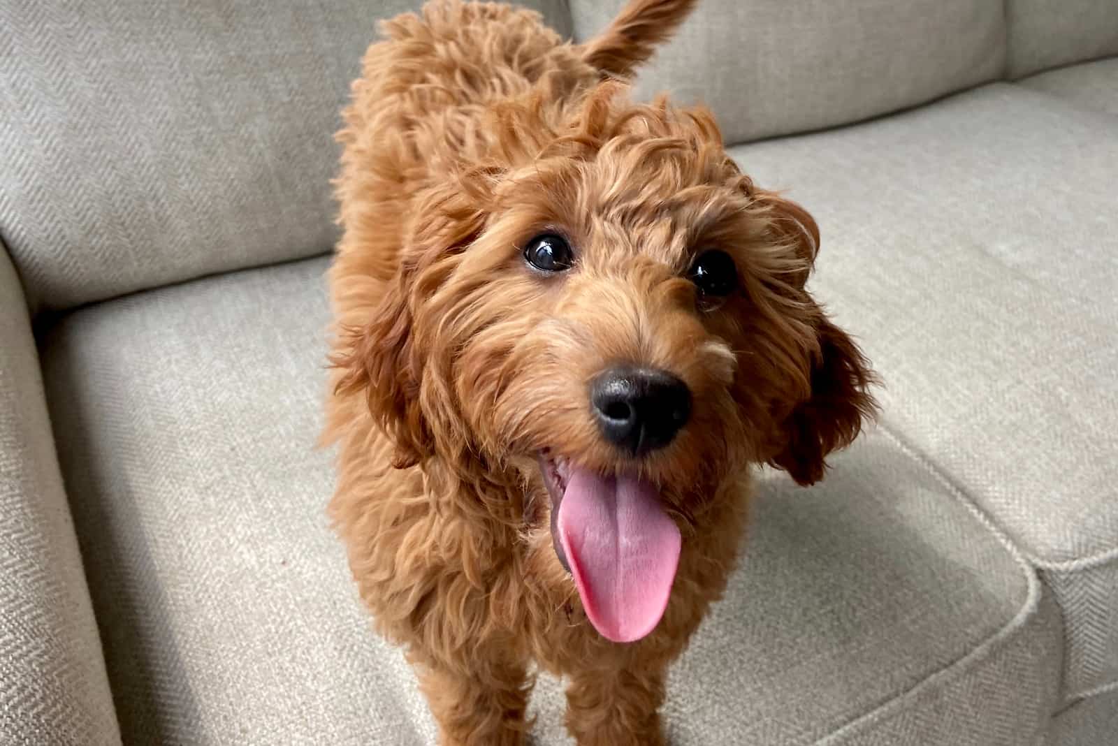 a goldendoodle dog stands on a sofa