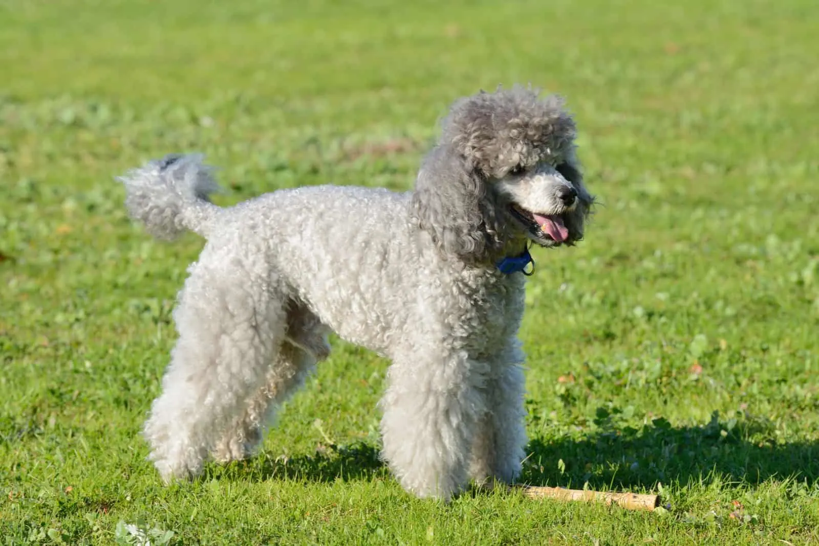 a gray mini poodle stands in a meadow