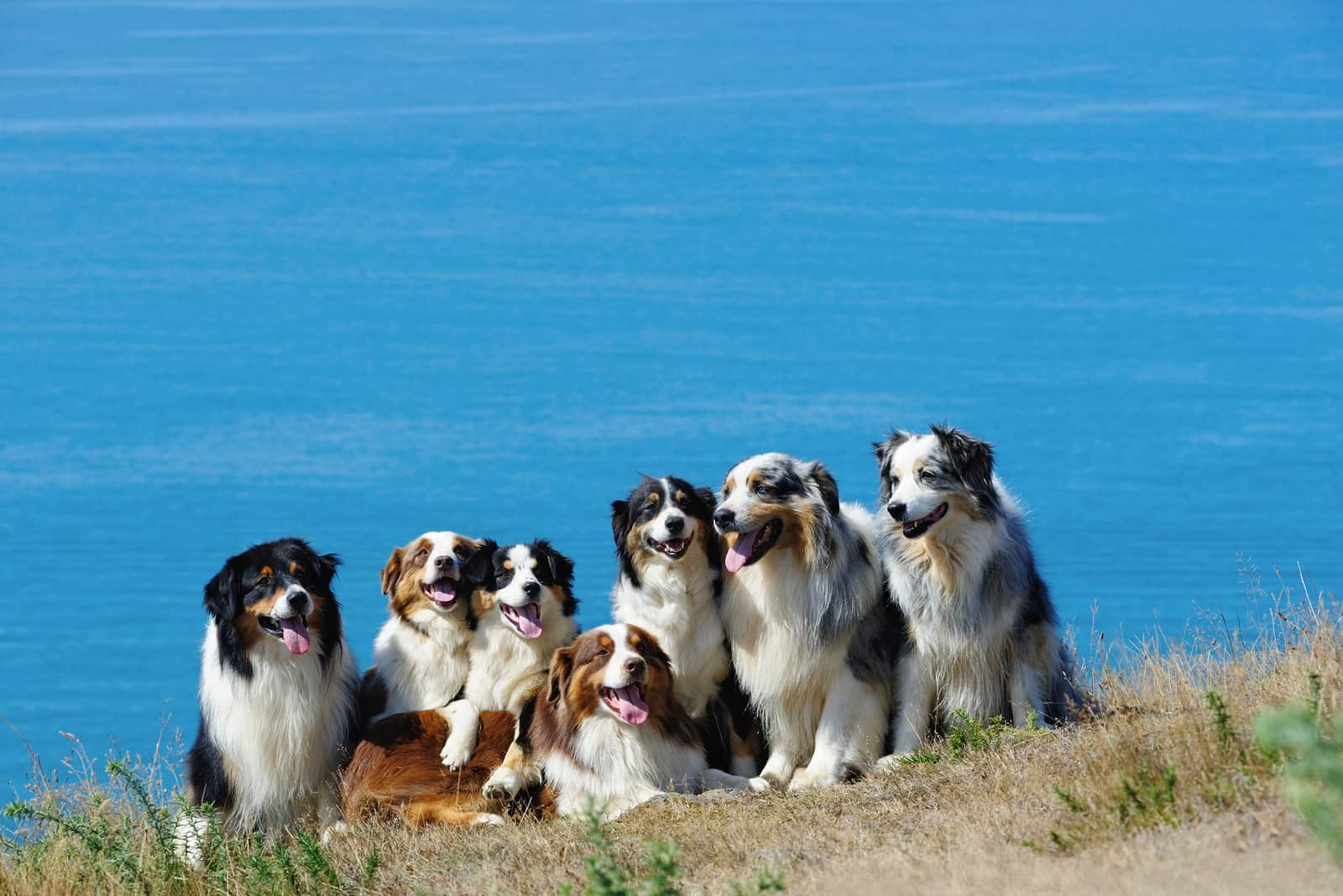a group of seven Australian Shepherds resting on a hill above the sea