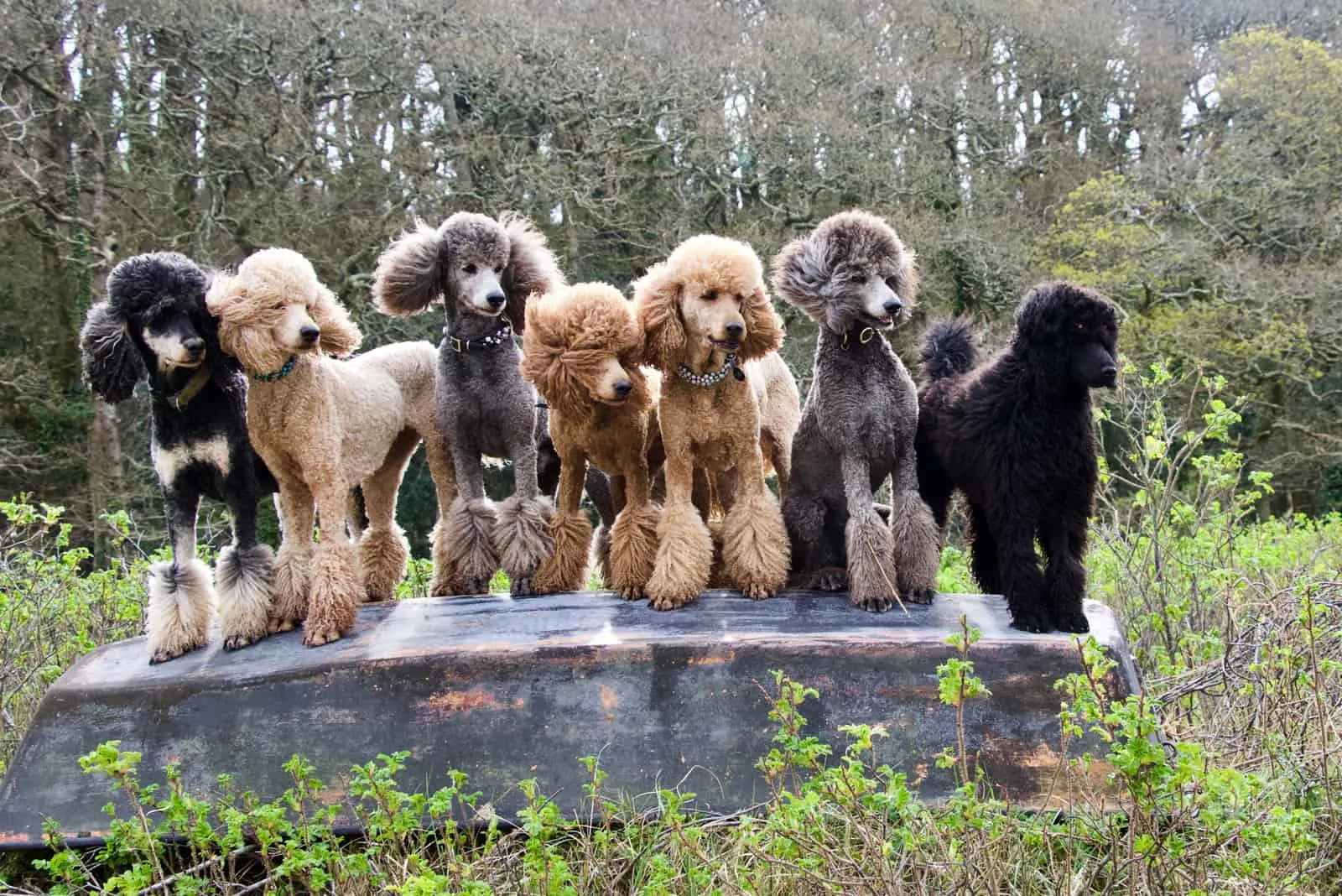 a group of standard poodles stand side by side in the wild