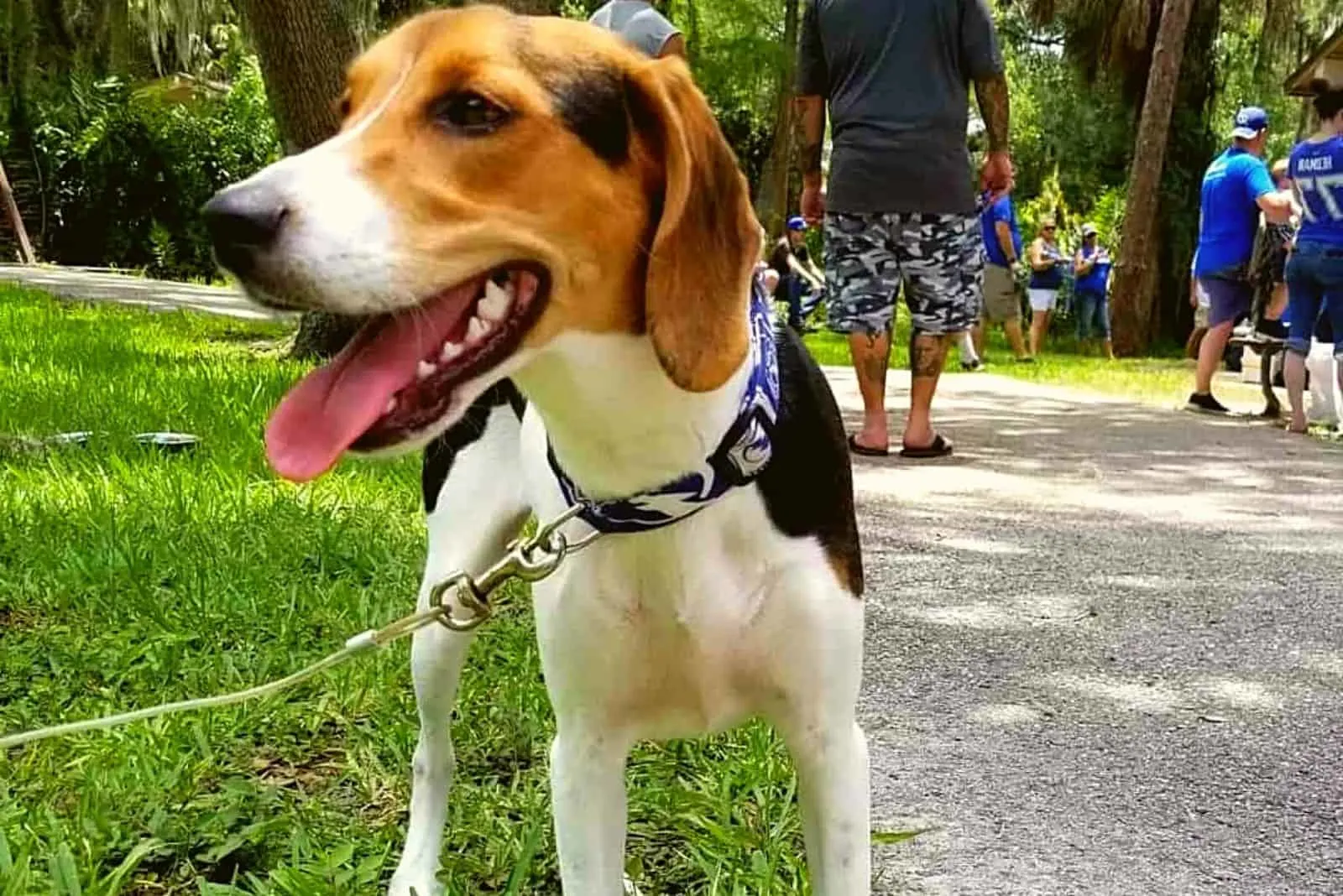 a hunting dog in the park on a leash