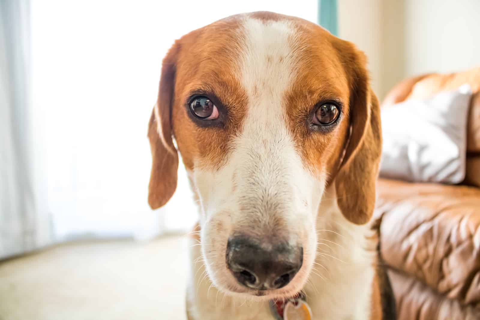 a hunting dog is sitting in the house on the floor