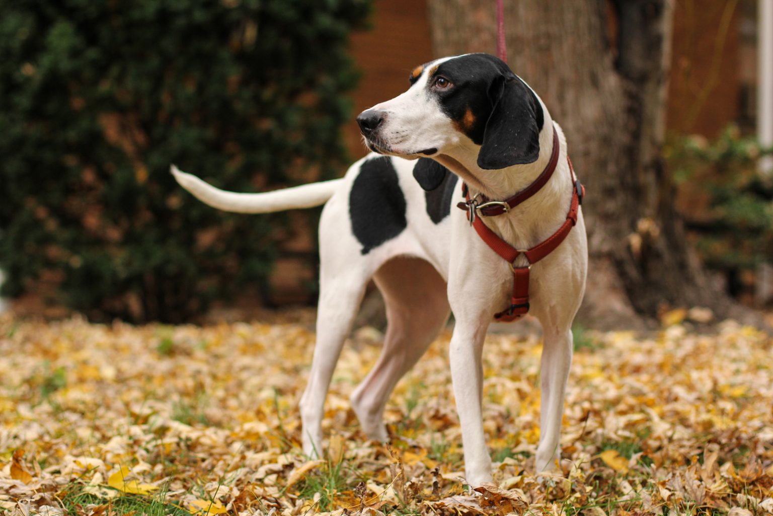 Coonhound Beagle Mix Is This The Best Beagle Mix?