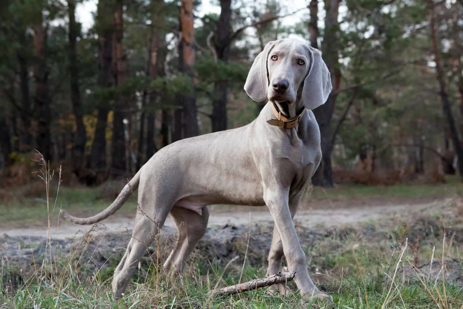 a hunting dog stands in the woods
