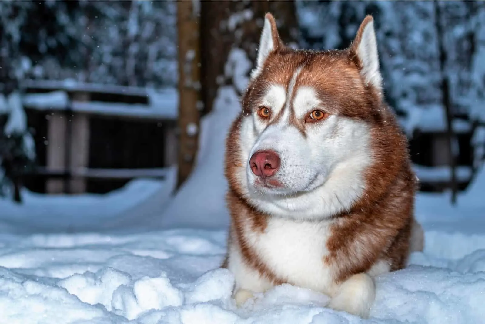 a husky with red eyes lies in the snow