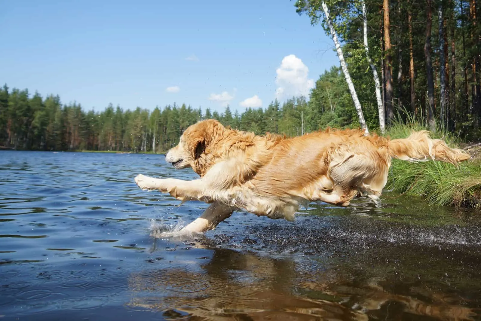 a labrador retriever jumps into a lake