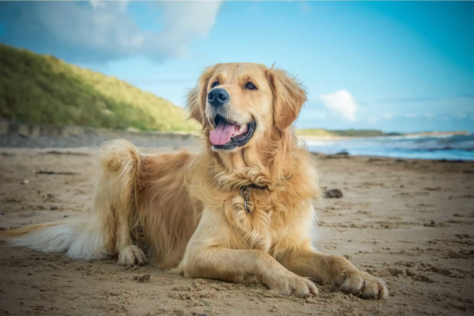 a labrador retriever lies on a sandy beach