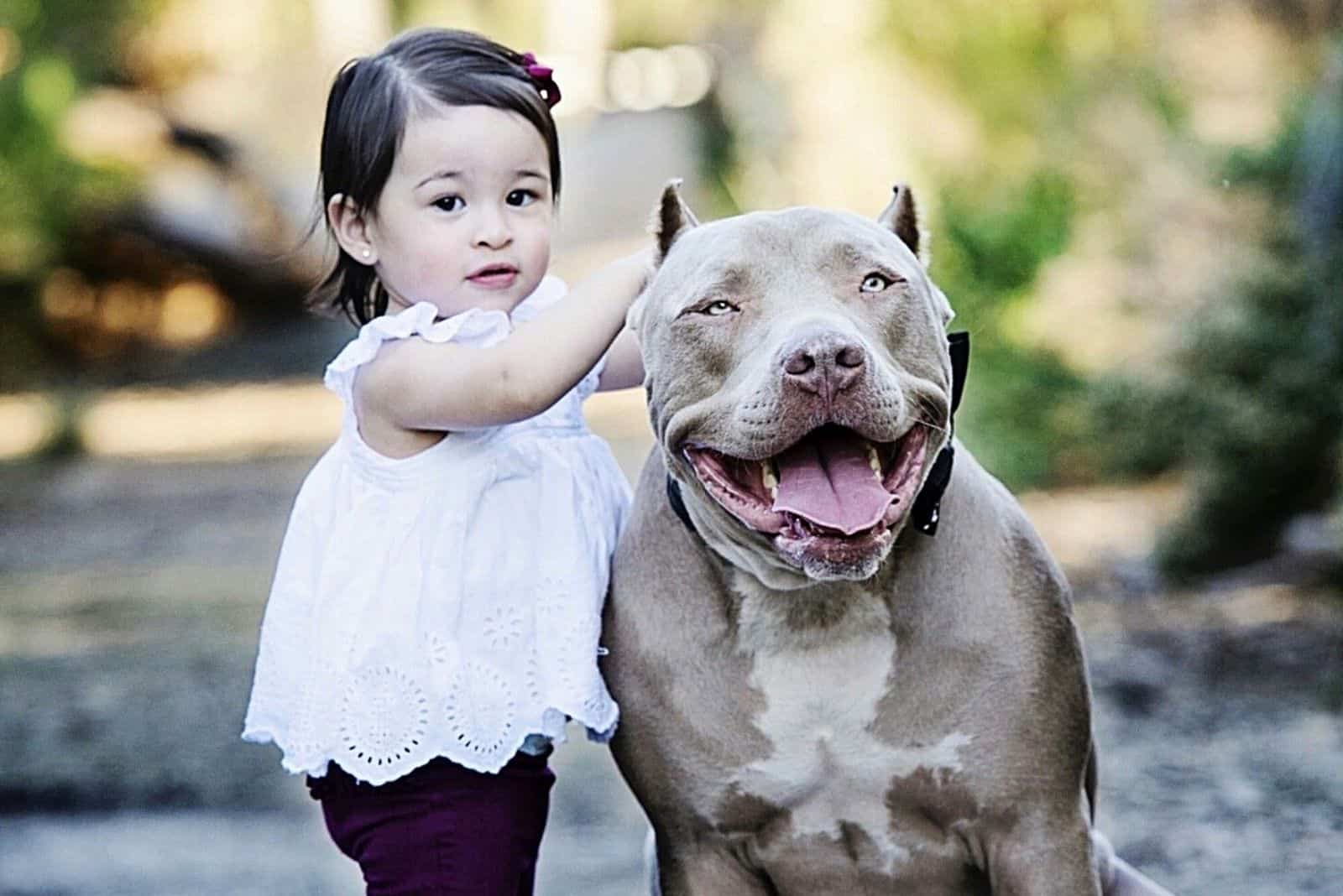 a little girl caresses a pitbull