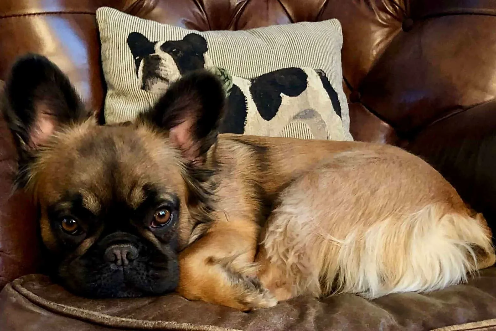 a long-haired French bulldog lies on a leather armchair