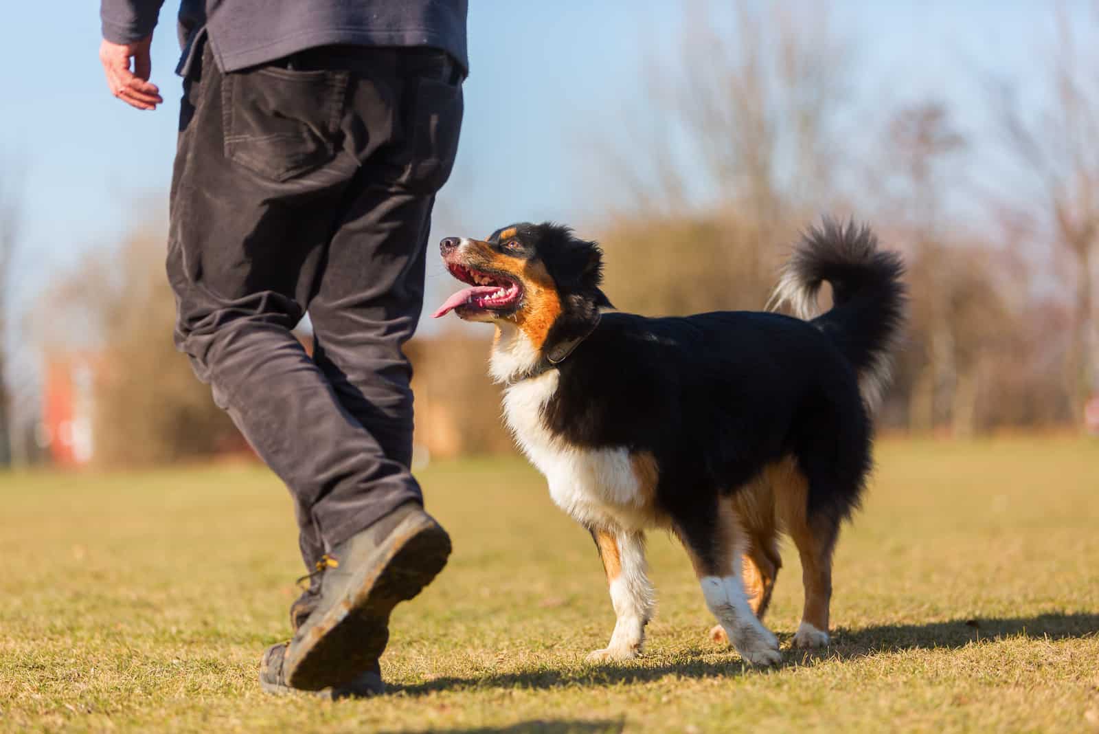 a man walking with an Australian Shepherd