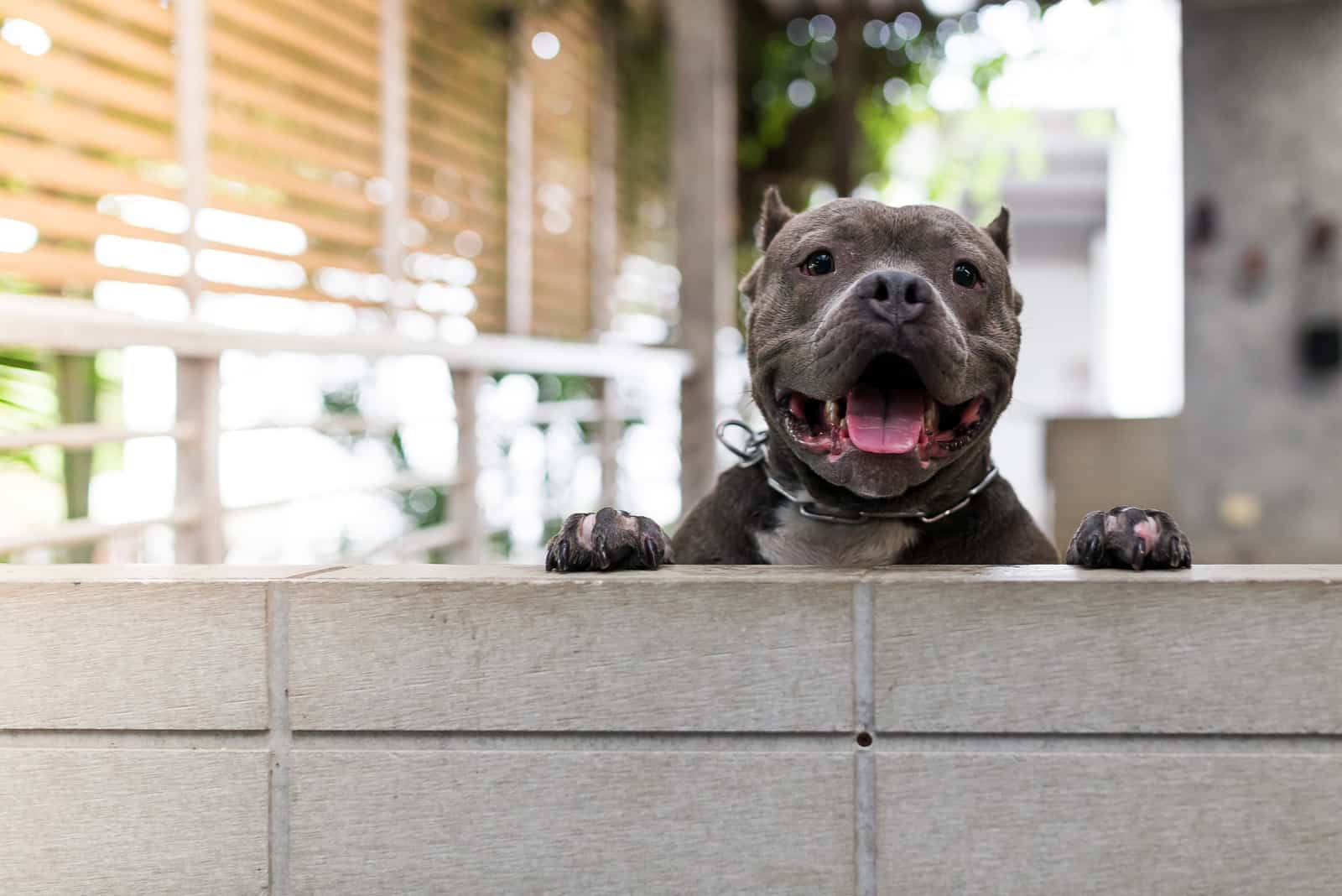 a pit bull puppy looks over the fence