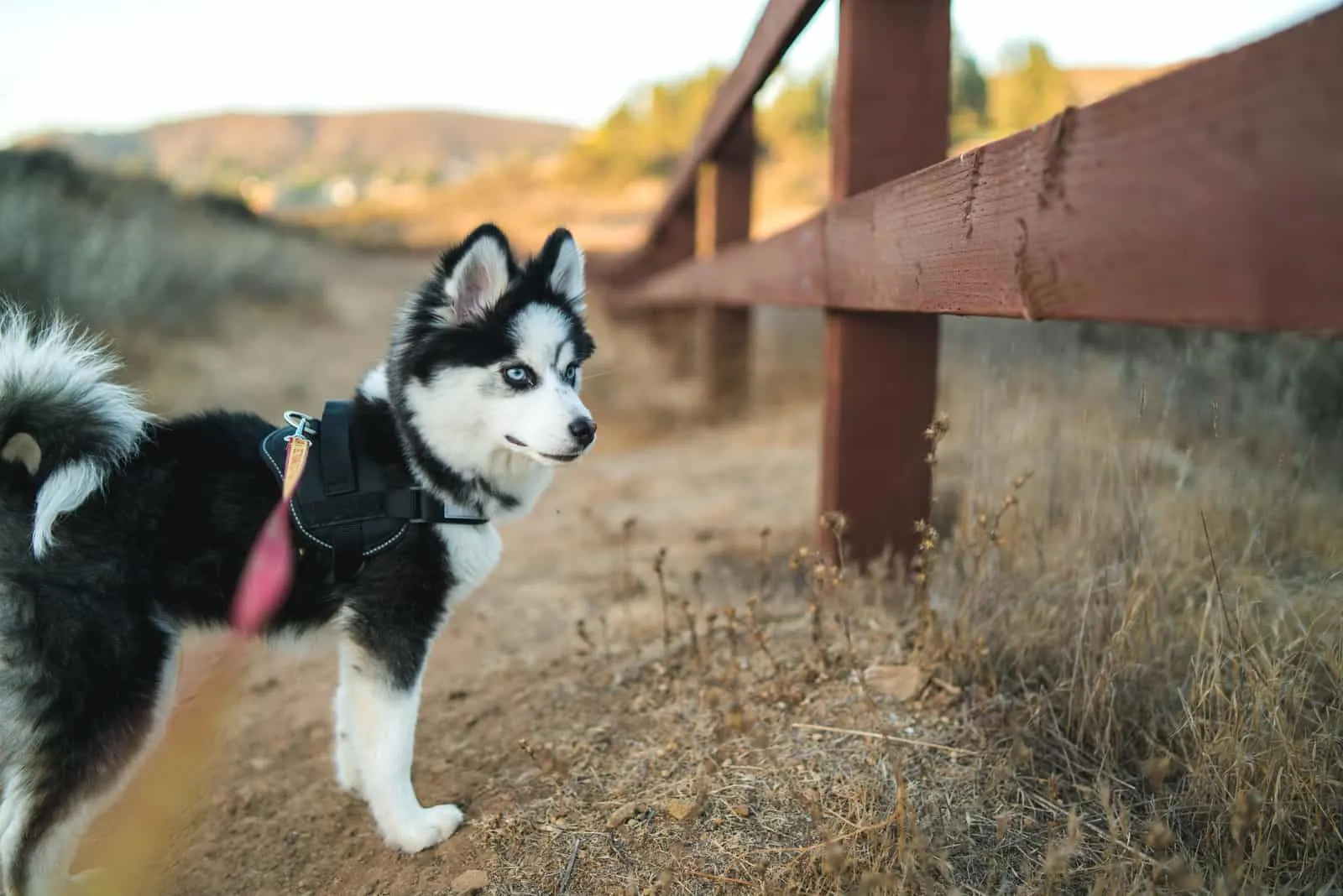 a pomsky dog on a leash stands by the fence and watches something