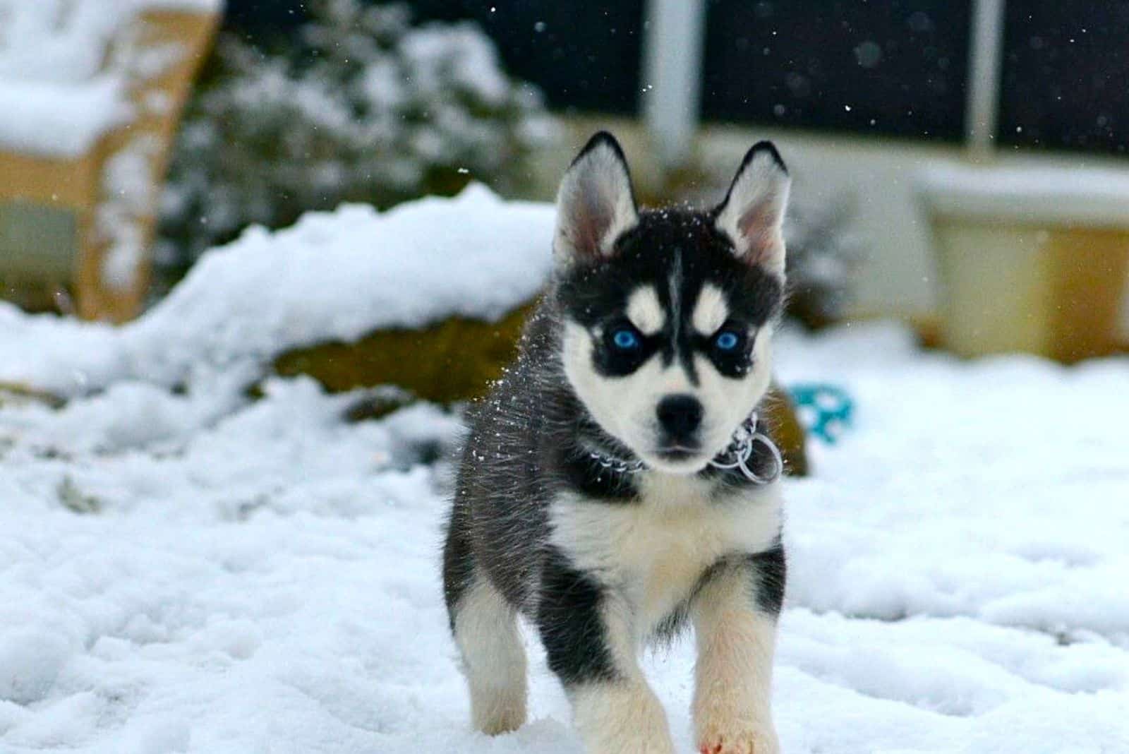 a pomsky dog running across the snow