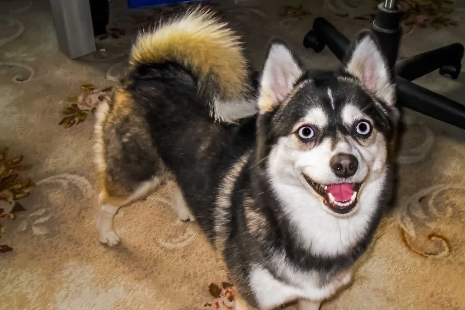 a pomsky dog stands in the house
