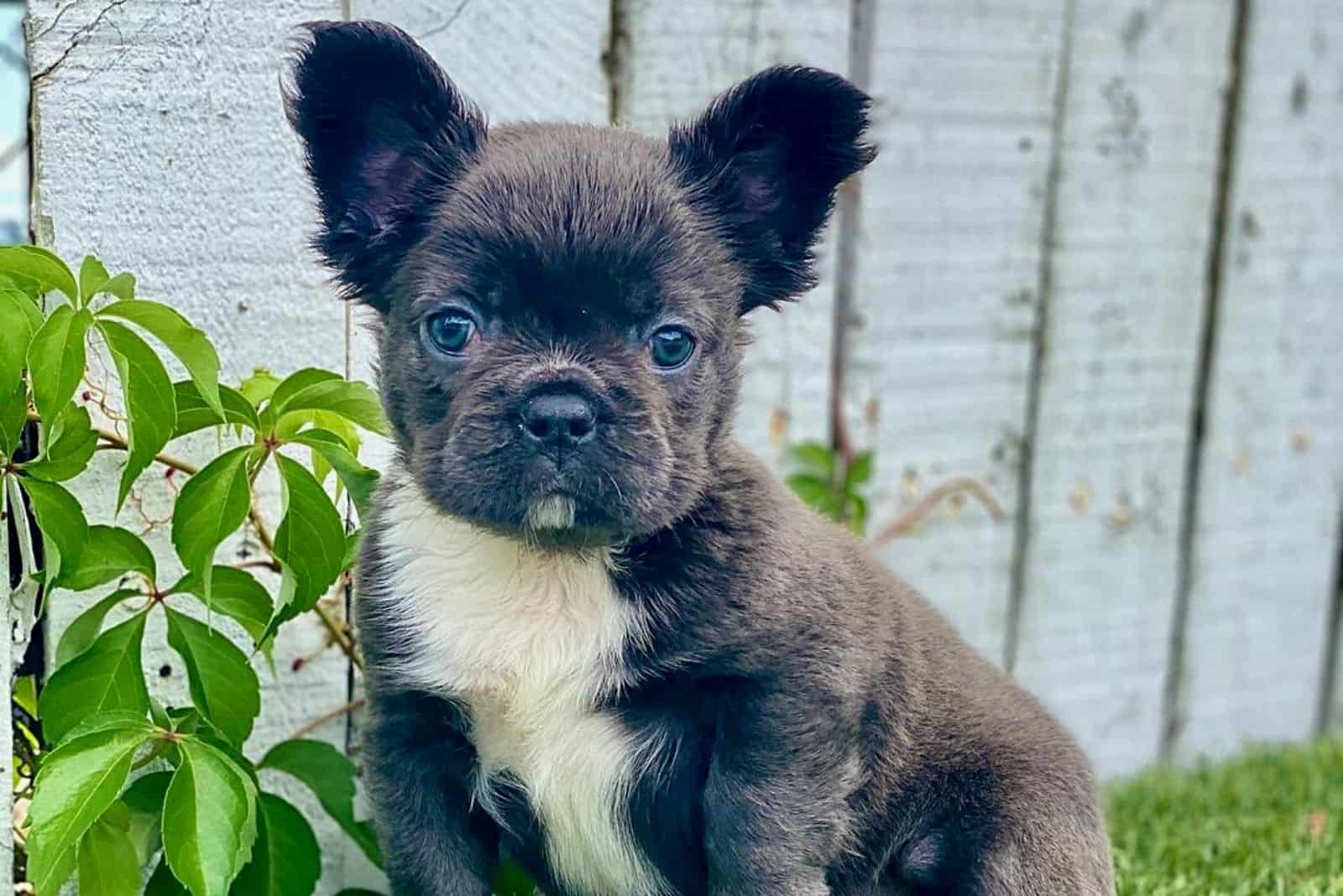 a portrait of a French bulldog puppy in the yard