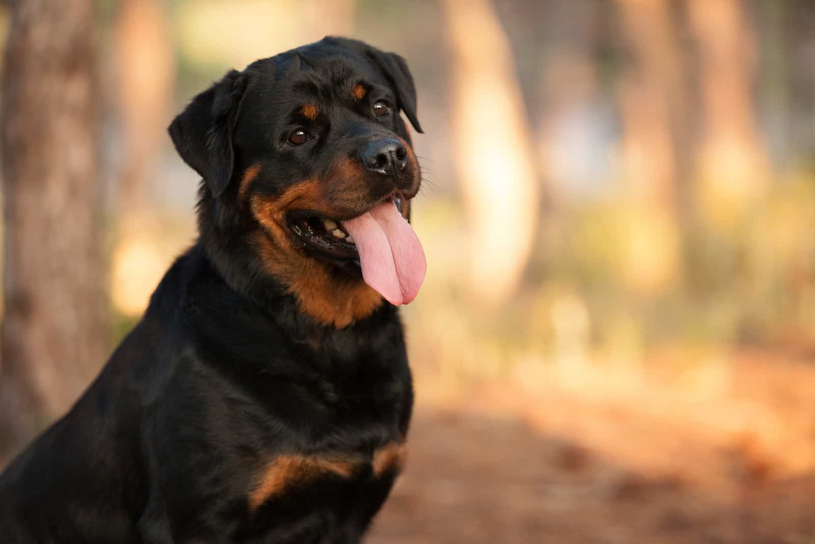 a portrait of a adorable Rottweiler in the woods