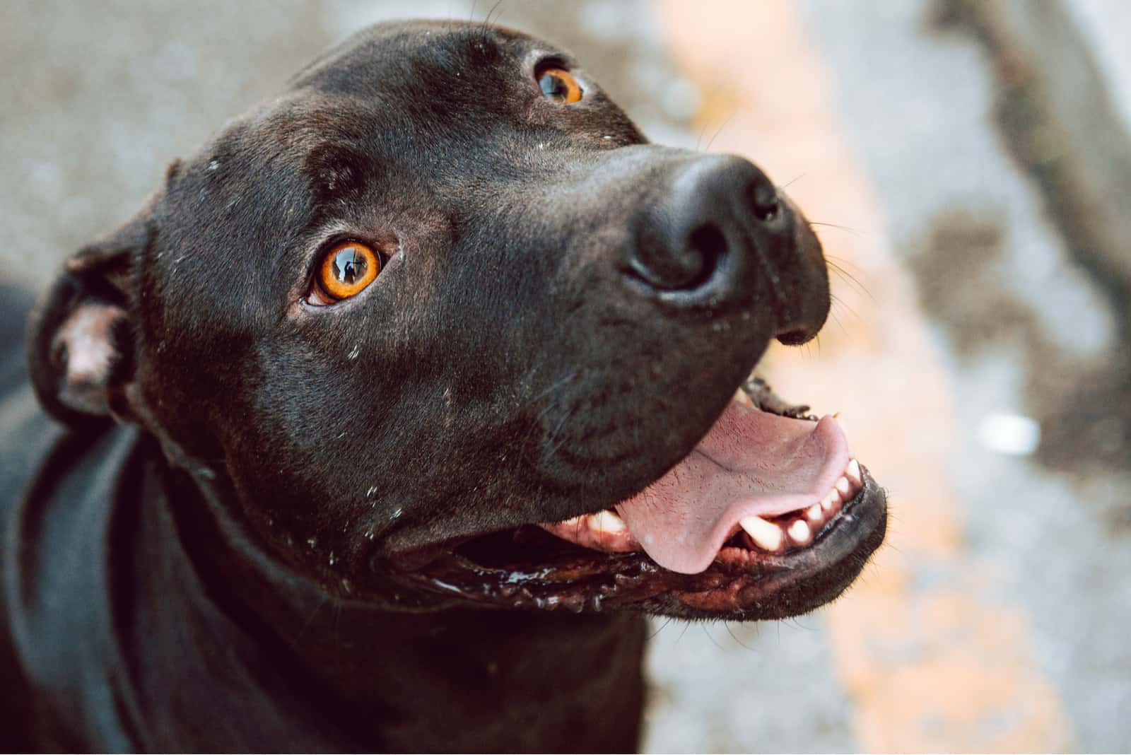 a portrait of a beautiful Black Pitbull with brown eyes