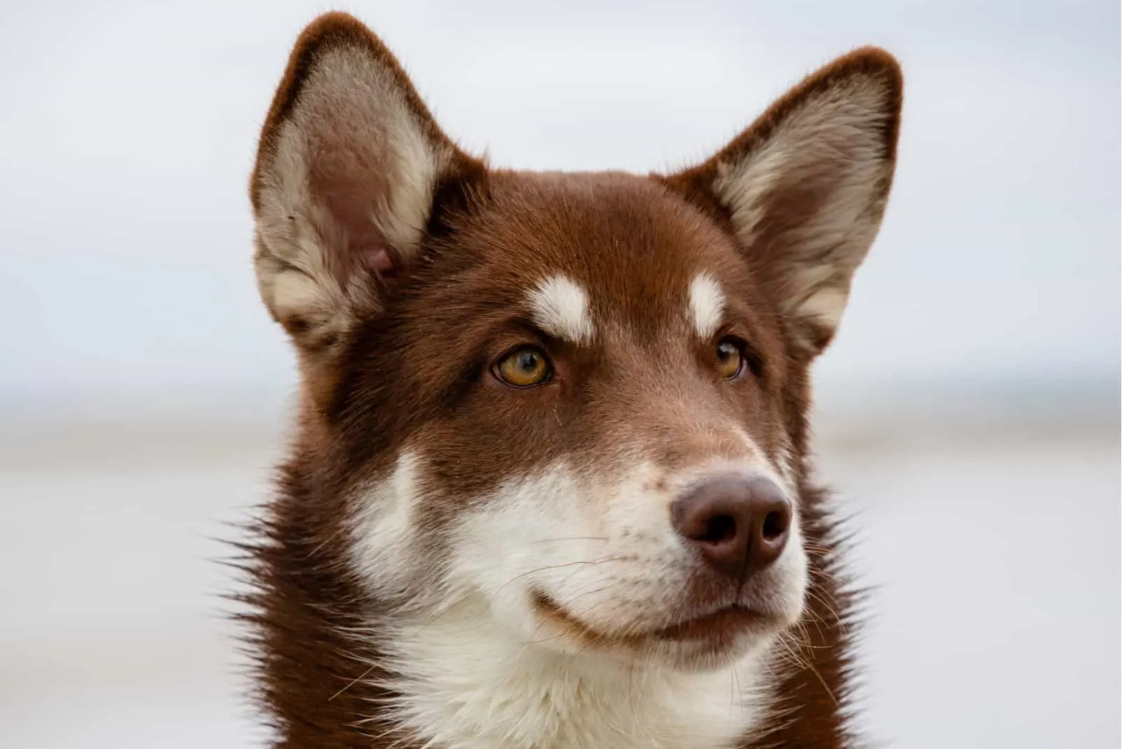 a portrait of a beautiful brown husky