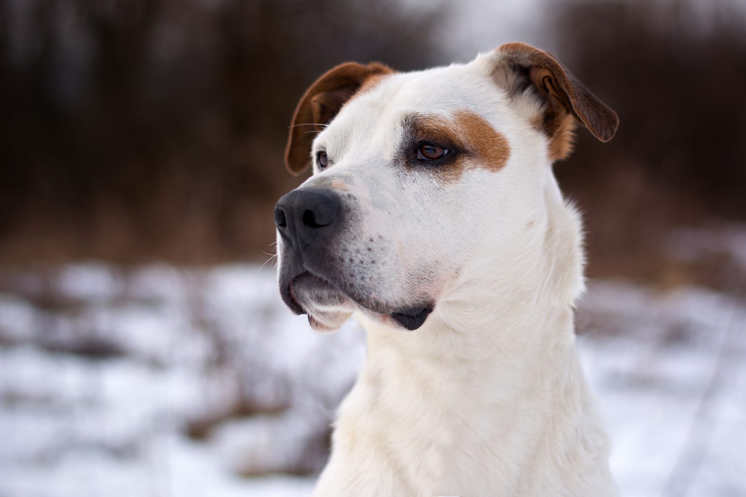 Jack Russell Pit Bull Mix All You Need To Know