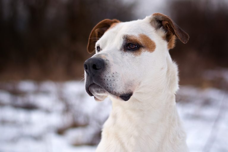  Jack Russell Pit Bull Mix: All You Need To Know Bildidee 