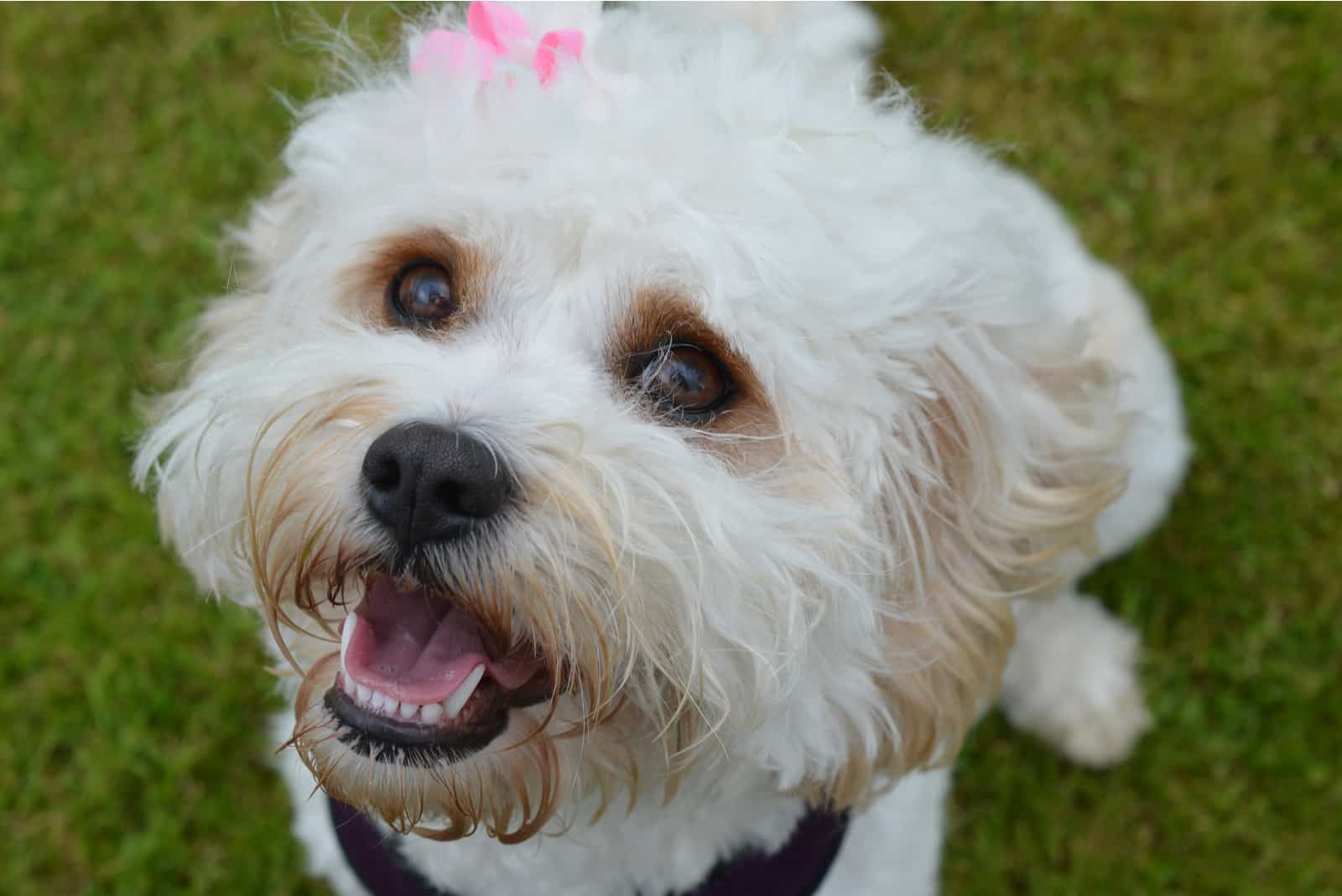 a portrait of a beautiful white dog