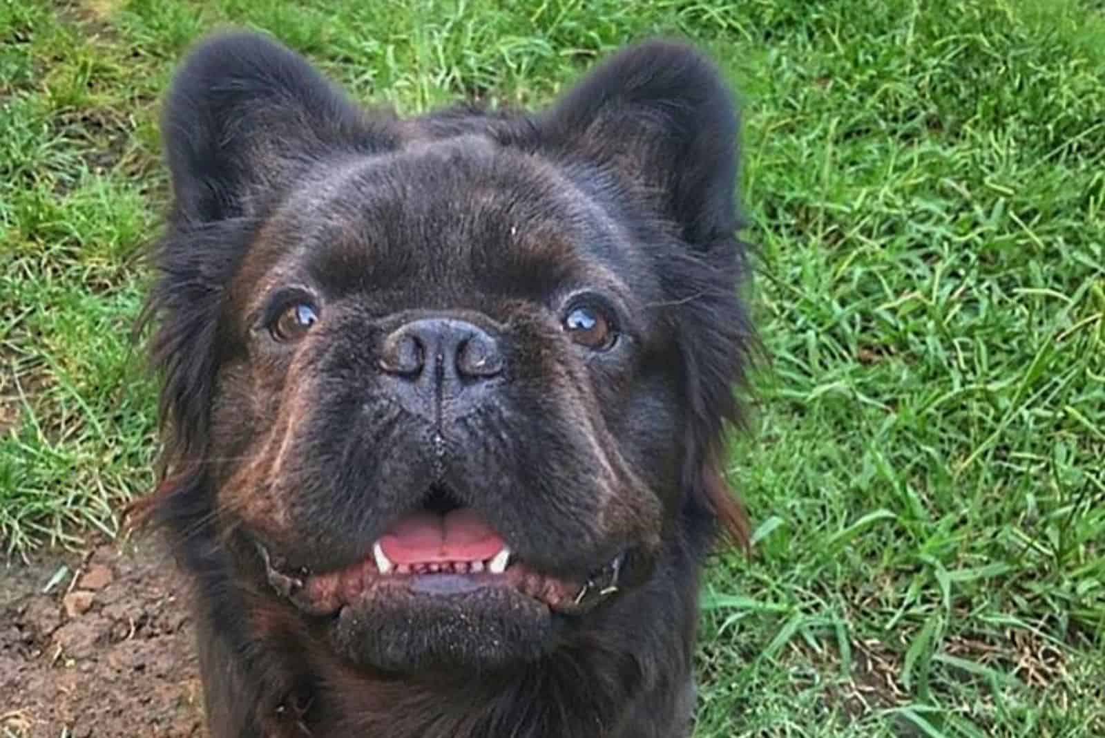 a portrait of a black French bulldog