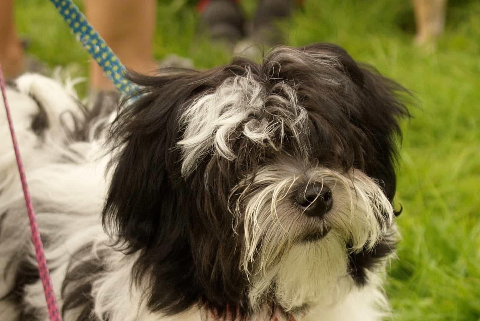 a portrait of a black and white long-haired dog
