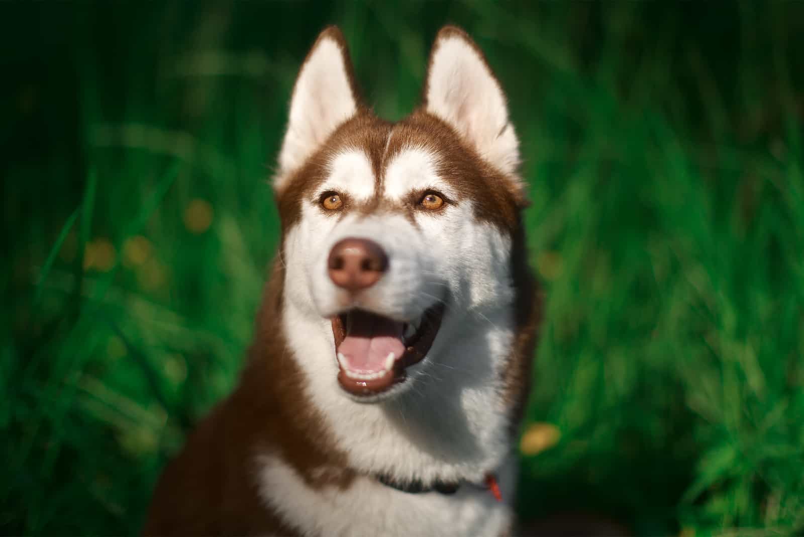 Brown Husky Is This The Most Beautiful Husky Color?