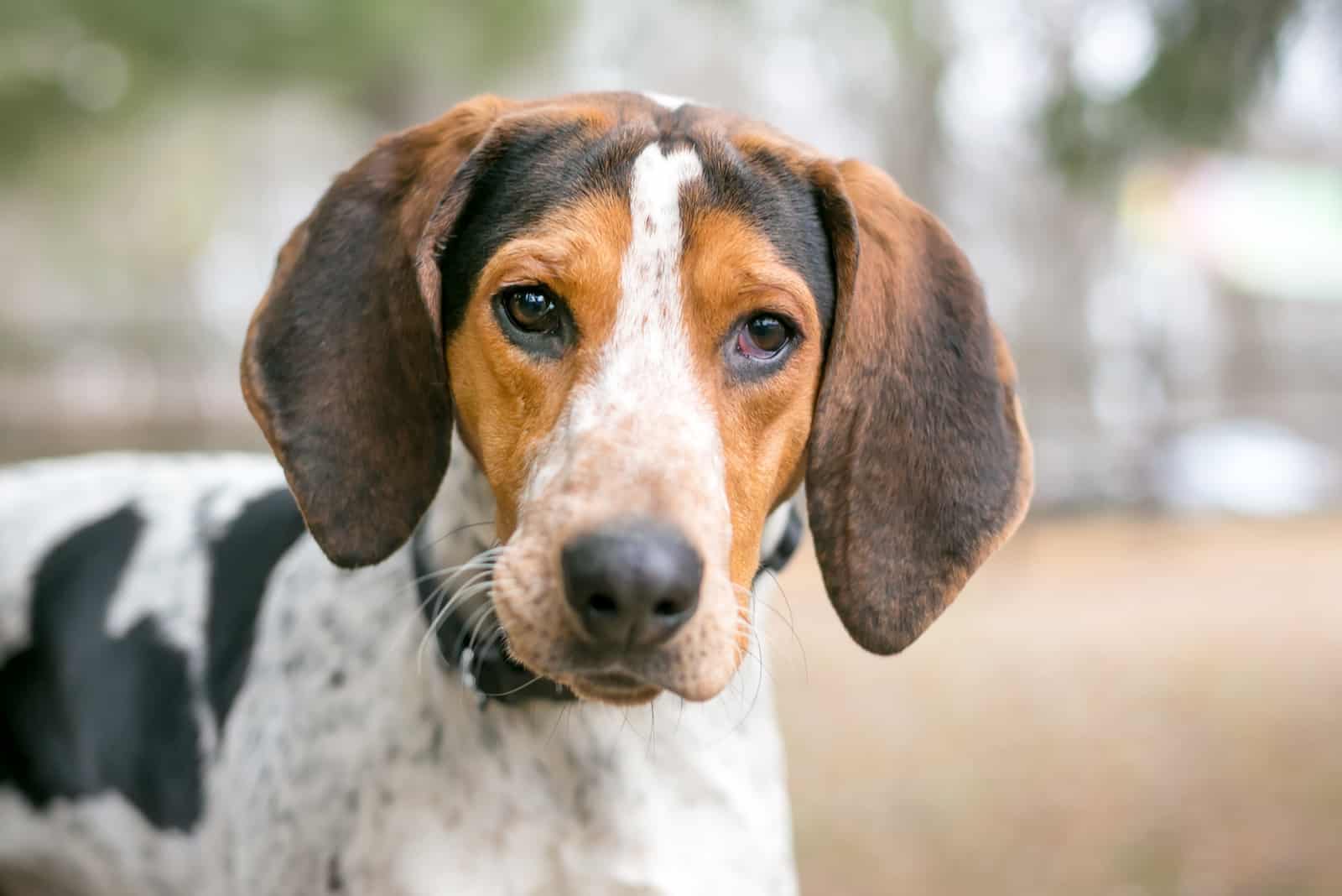 a portrait of a hunting dog in nature