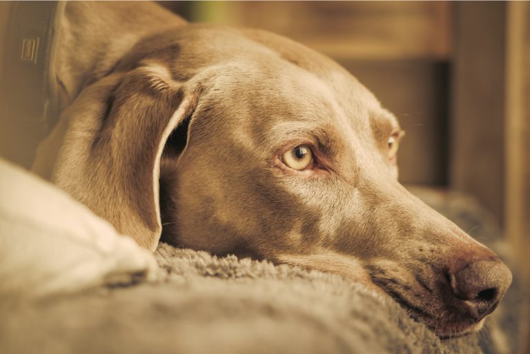 Image showcasing Do Weimaraners Shed? Advice On Grooming Your Weimaraner