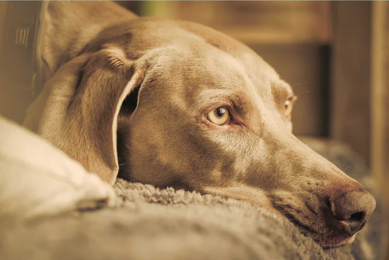 a portrait of a sad dog lying