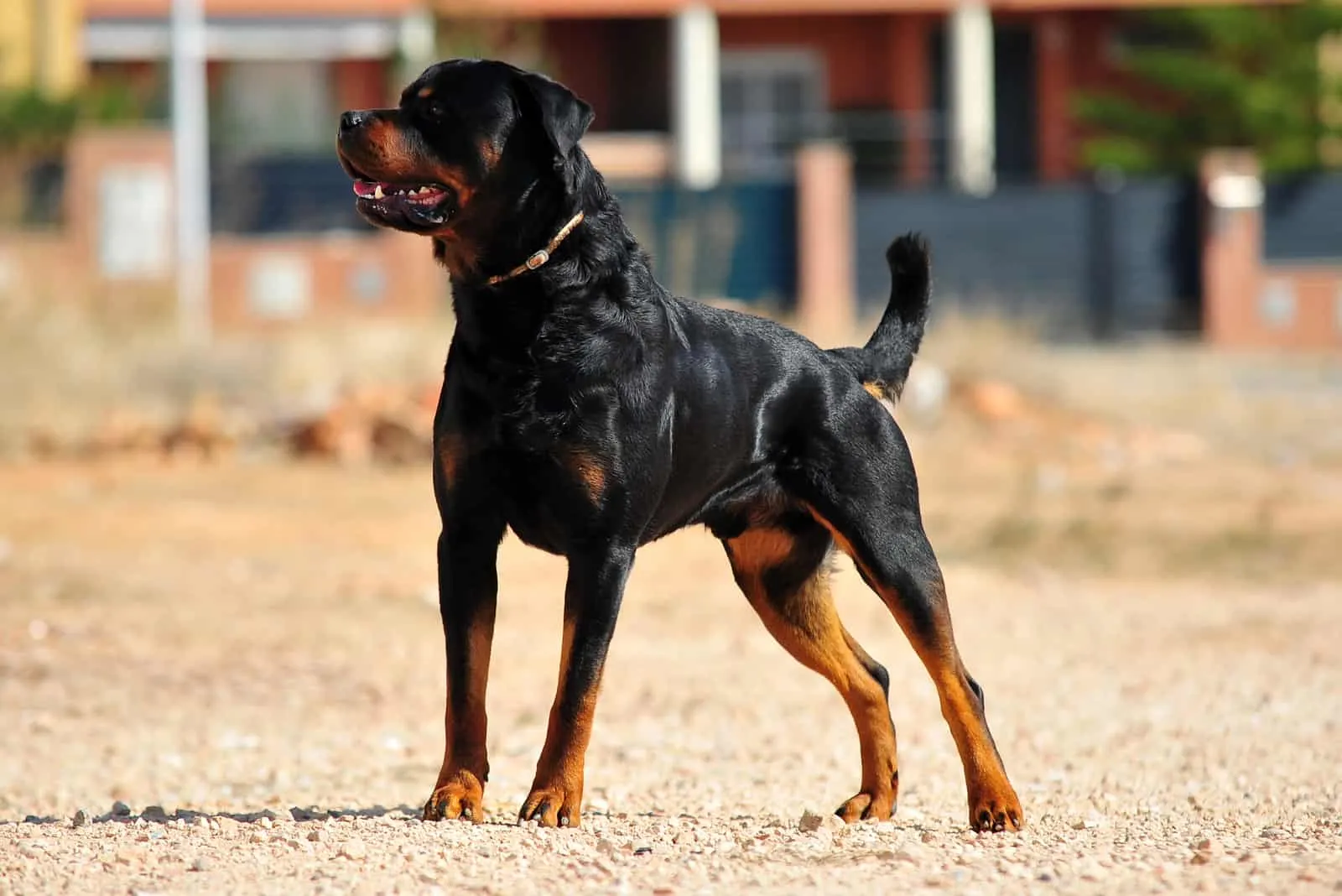a powerful Rottweiler stands outside on the macadam