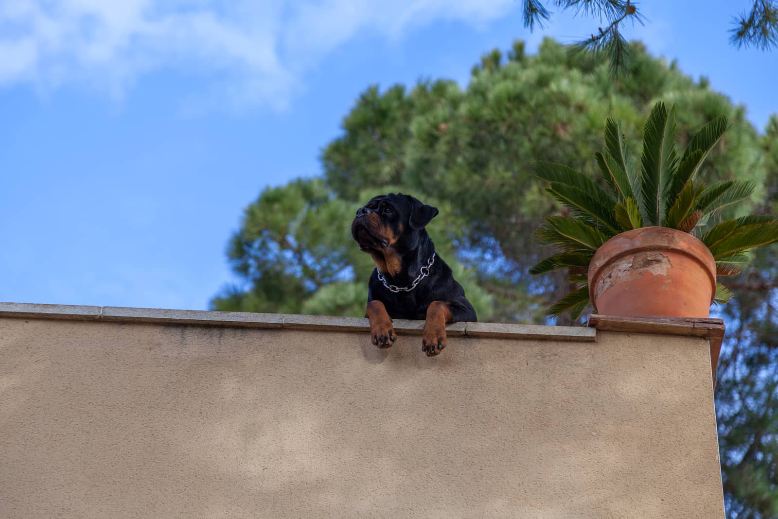 a rottweiler dog guards the house