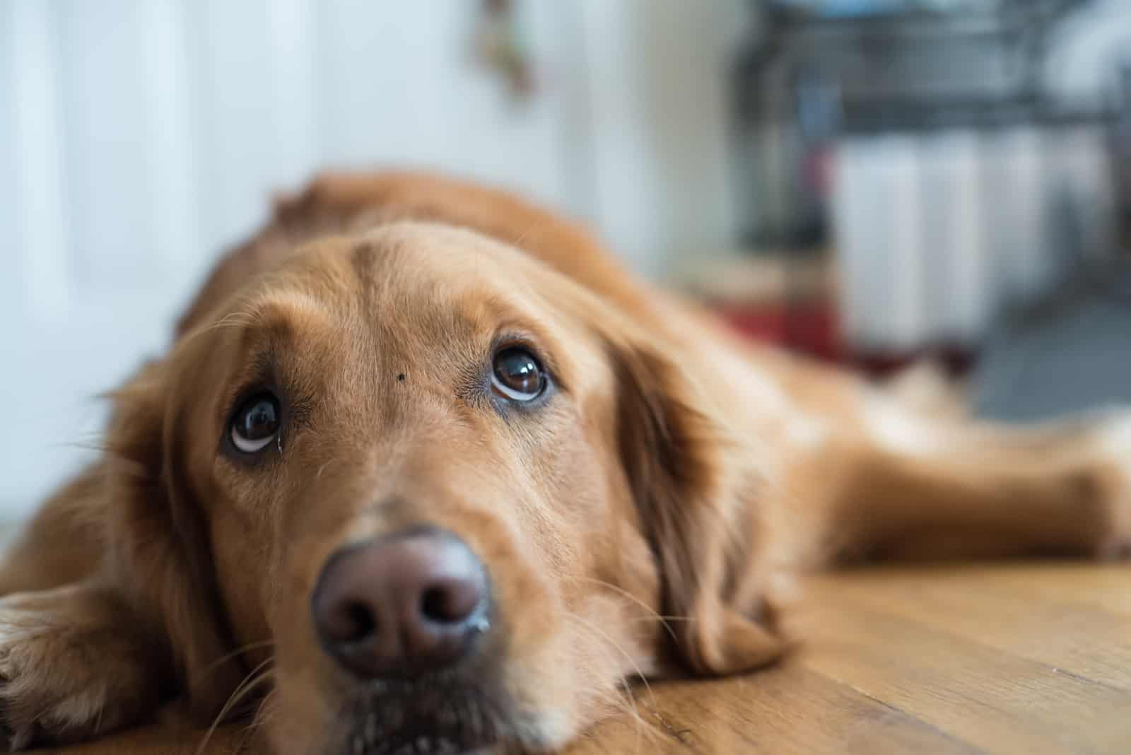 a sad labrador lies on the floor of the room