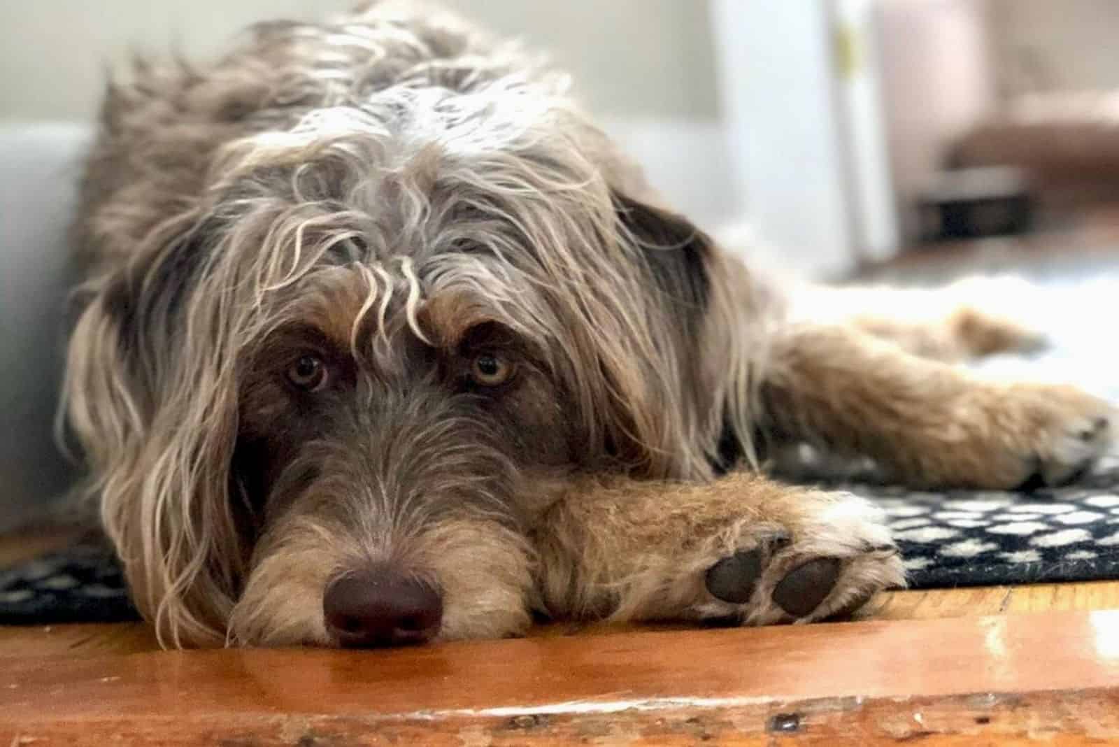 a sad mixed breed dog lying on the floor