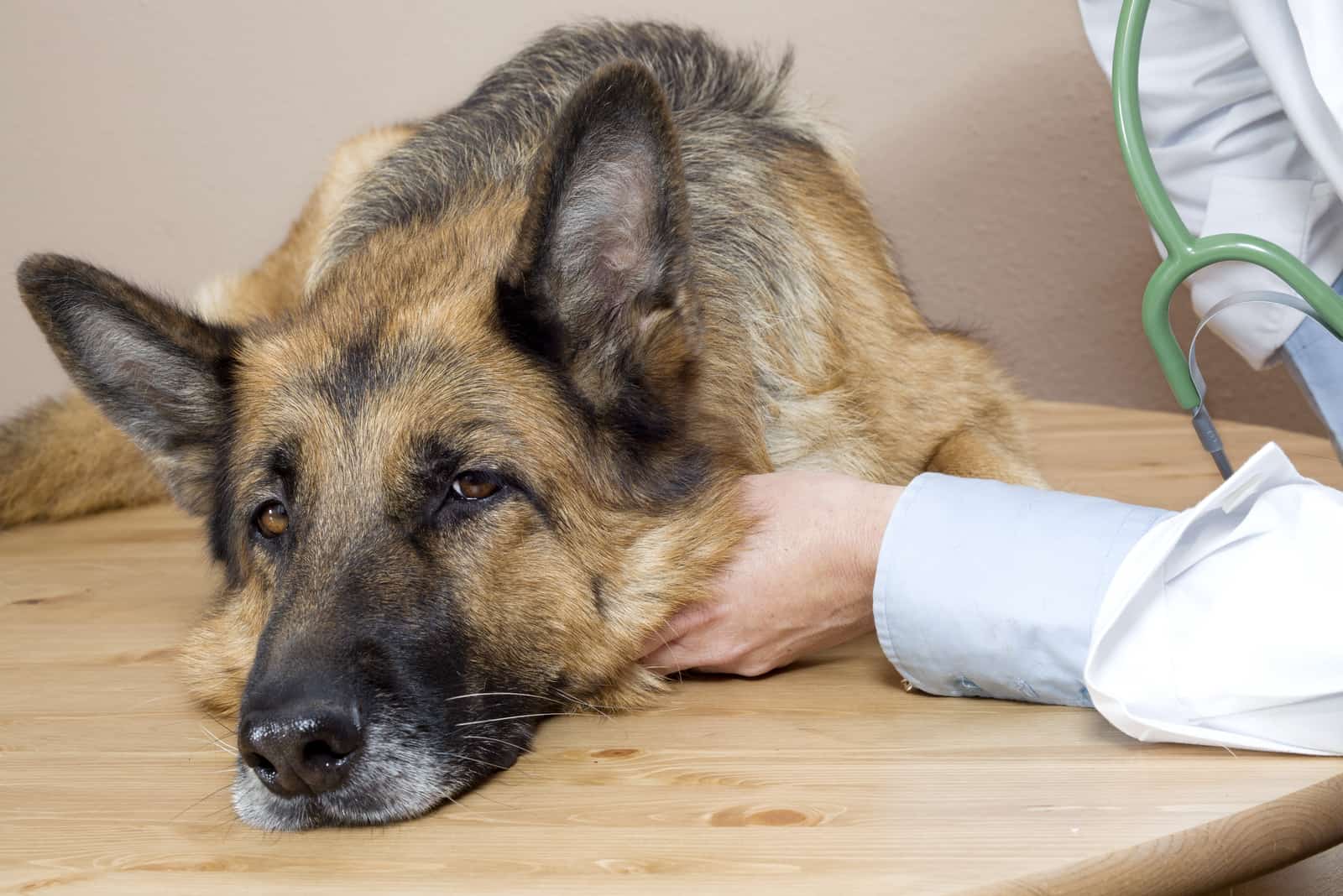 a sick German Shepherd on examination by a veterinarian